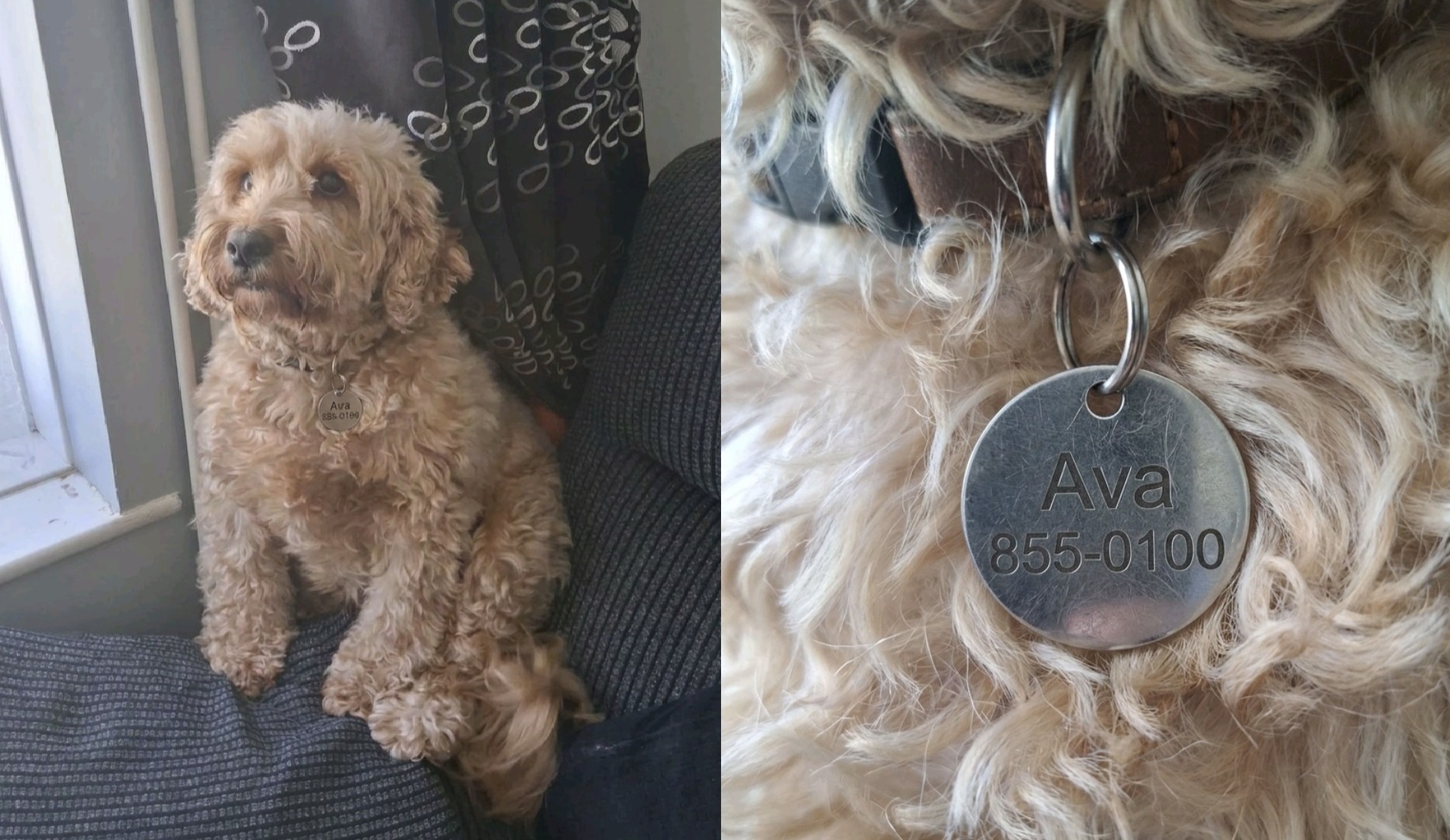 Ava Dog Tag